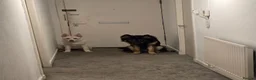 German Shepherd dogs for sale: German shepherd's for sale  in Dumbarton - Advert 9