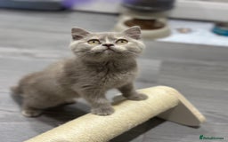 British Shorthair cats for sale: 🌈Choc Lilac Fawn Tortie Full Pedigree Brit BSH😍 - Image 35