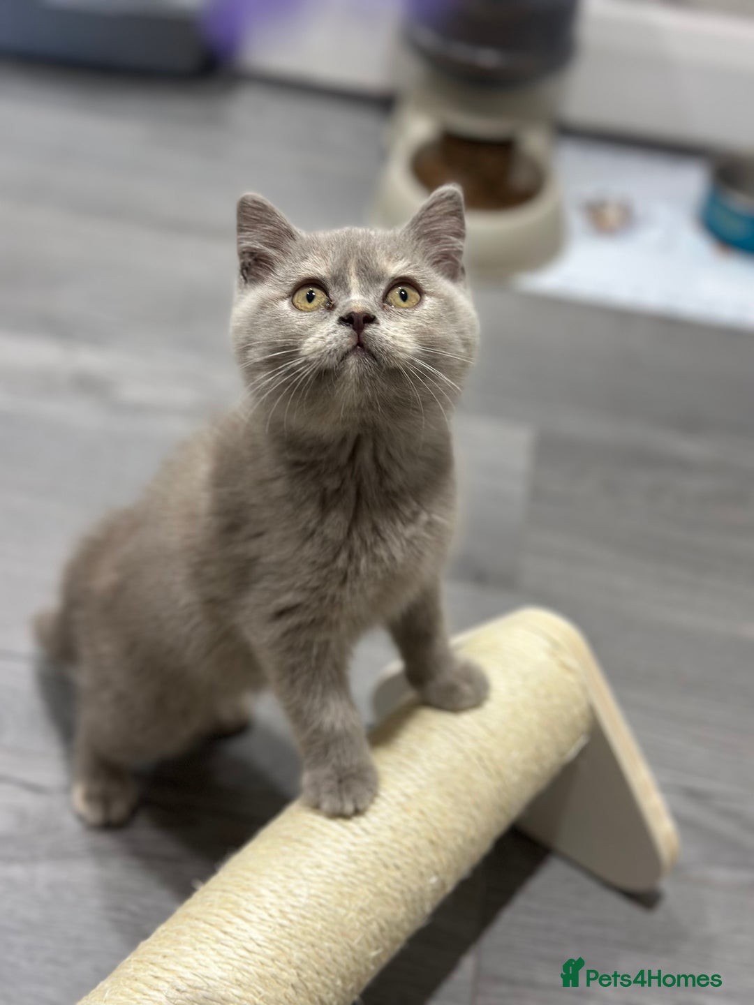 British Shorthair cats for sale: 🌈Choc Lilac Fawn Tortie Full Pedigree Brit BSH😍 - Image 35