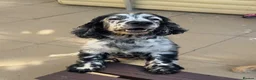 Cockapoo dogs for sale: Exceptional health tested cockerpoo Puppies - Advert 3