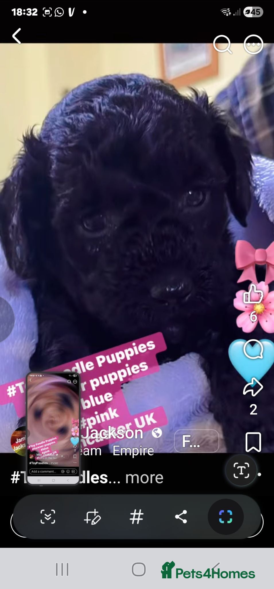 Toy Poodle dogs Toy poodle puppies  - Advert 8