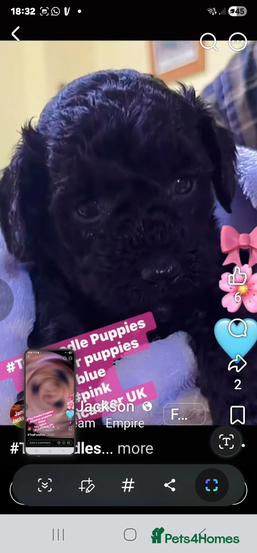 Toy Poodle dogs for sale: Toy poodle puppies  - Advert 1