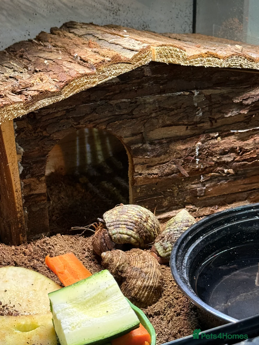 Crabs invertebrates for sale: 3 hermit crabs and set up for sale  - Advert 2