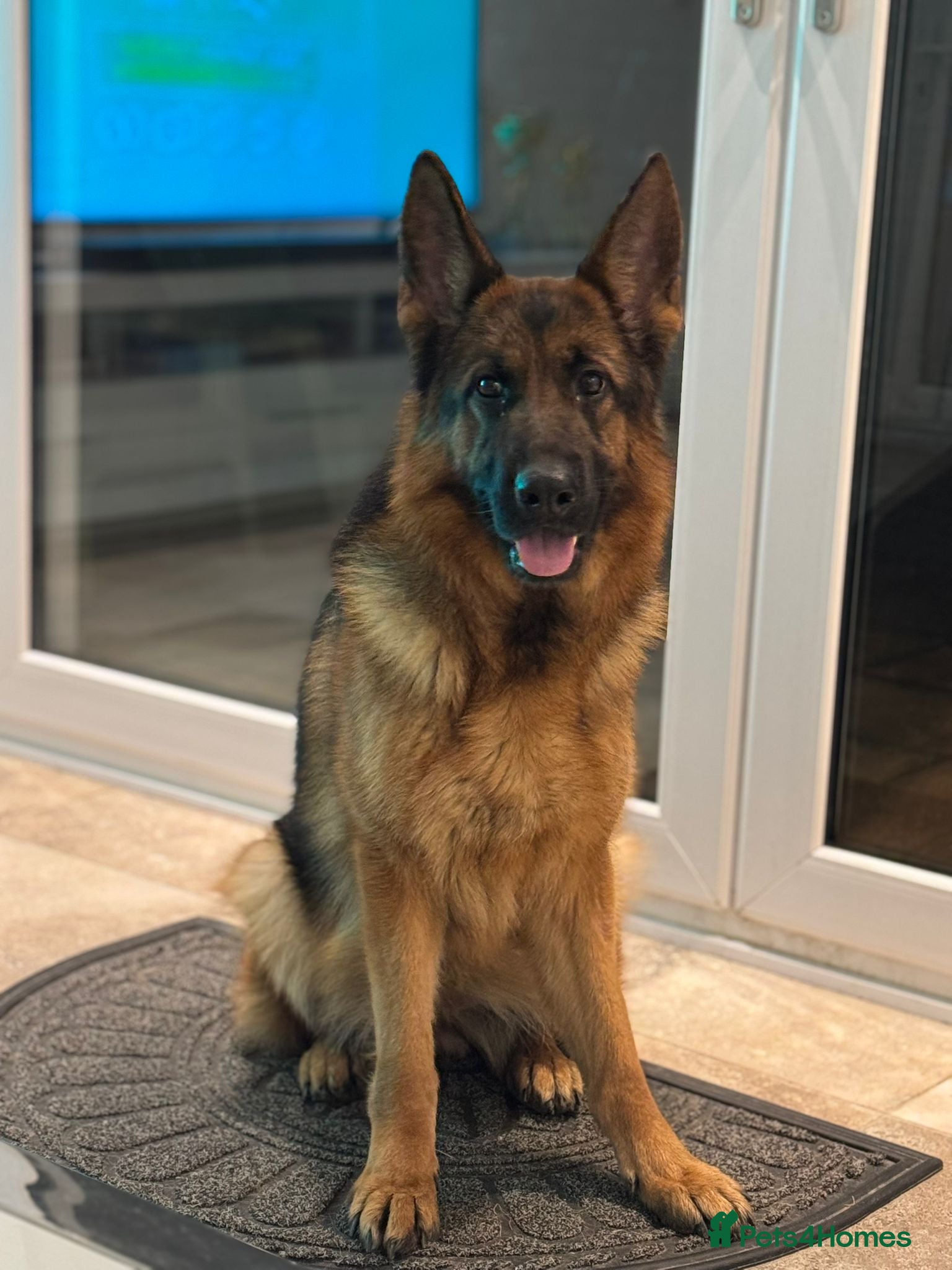 German Shepherd dogs Gorgeous German Shepherd Female for loving home - Advert 8