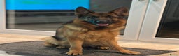 German Shepherd dogs for sale: Gorgeous German Shepherd Female for loving home - Advert 8