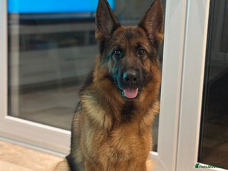 German Shepherd dogs Gorgeous German Shepherd Female for loving home - Advert 8