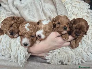 Cavapoo dogs Small F2 Cavapoo Puppies – Family Raised - Advert 14