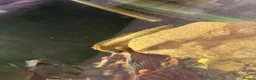 Cichlids fish for sale: Mixture of fish - Advert 5
