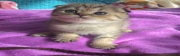 Scottish Fold cats for sale: Rare smoky blue golden Scottish Fold boys - Advert 7