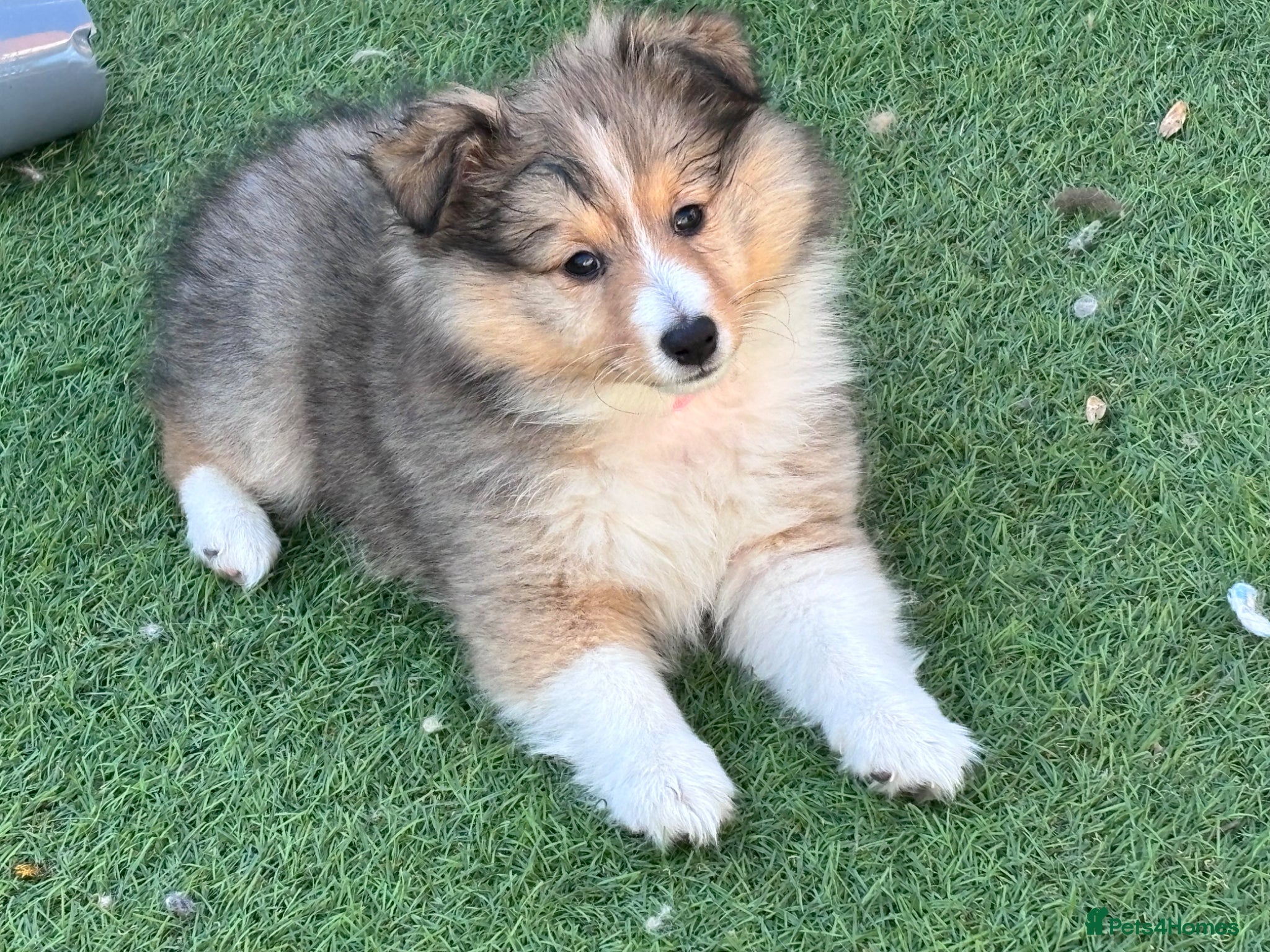 Shetland Sheepdog dogs Beautiful pretty sable and white girl - Advert 1