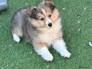 Shetland Sheepdog dogs Beautiful pretty sable and white girl - Advert 1