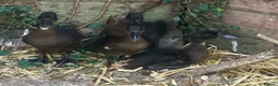 Ducks poultry for sale: Dutch Hookbill Ducklings - Advert 4