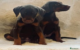 Dobermann dogs for sale: Doberman puppies  - Image 5
