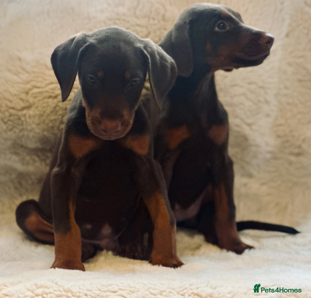 Dobermann dogs for sale: Doberman puppies  - Image 5