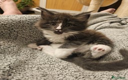 Maine Coon cats for sale: 4 beautiful maine coon kitten  - Image 14