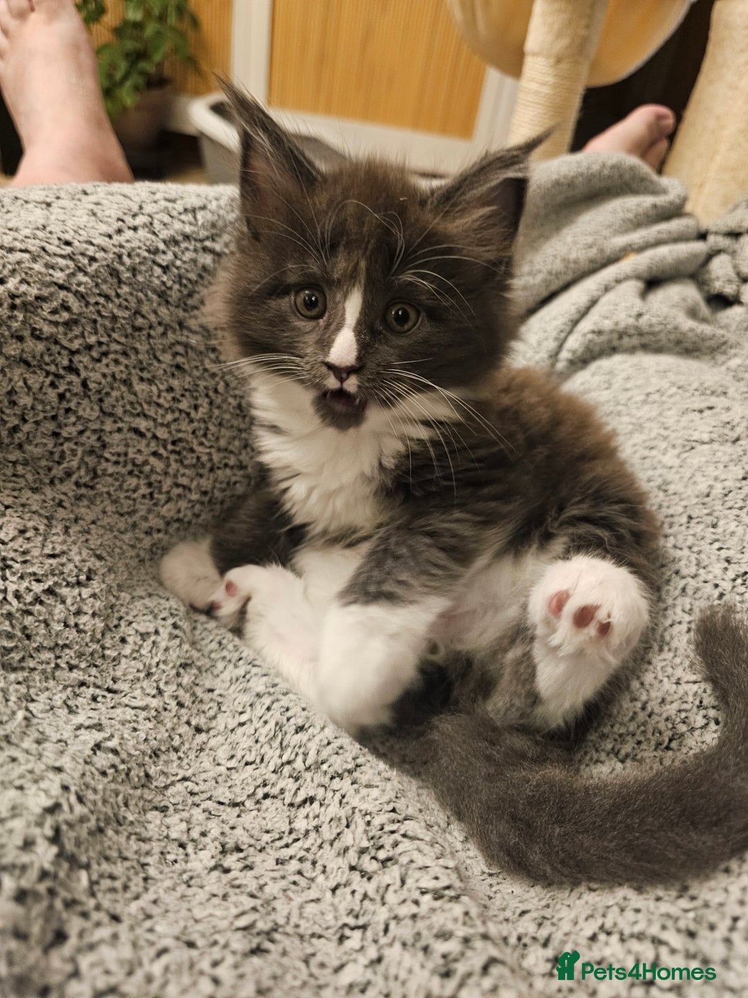 Maine Coon cats for sale: 4 beautiful maine coon kitten  - Image 14