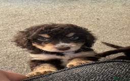 Cockapoo dogs for sale: Stunning F2 Cockapoo puppies - Image 6