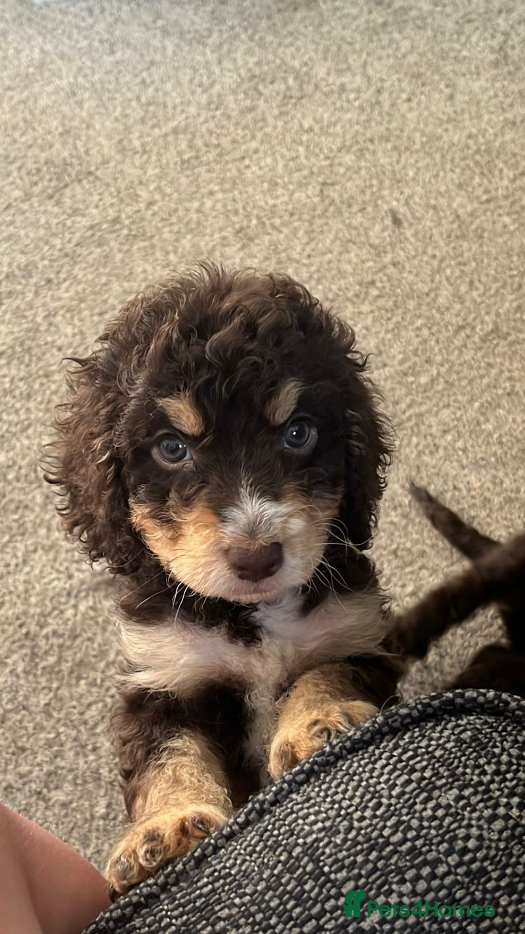 Cockapoo dogs for sale: Stunning F2 Cockapoo puppies - Image 6