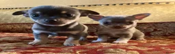 Chihuahua dogs for sale: Chihuahua puppies from licensed breeder - Advert 1