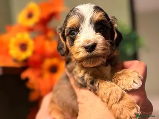 Cockapoo dogs 🪷Cockapoo Pups Quality,Charming,Gentle Hearts🪷 - Advert 13