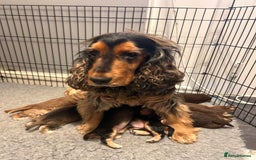 Cocker Spaniel dogs for sale: 🐾Cocker Spaniel Puppies-Ready in 5 Weeks🐾 - Image 3