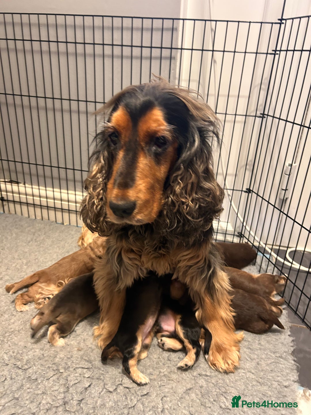 Cocker Spaniel dogs for sale: 🐾Cocker Spaniel Puppies-Ready in 5 Weeks🐾 - Image 3