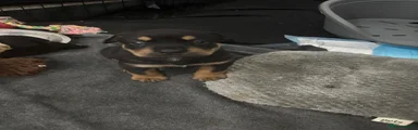 black and tan male 2