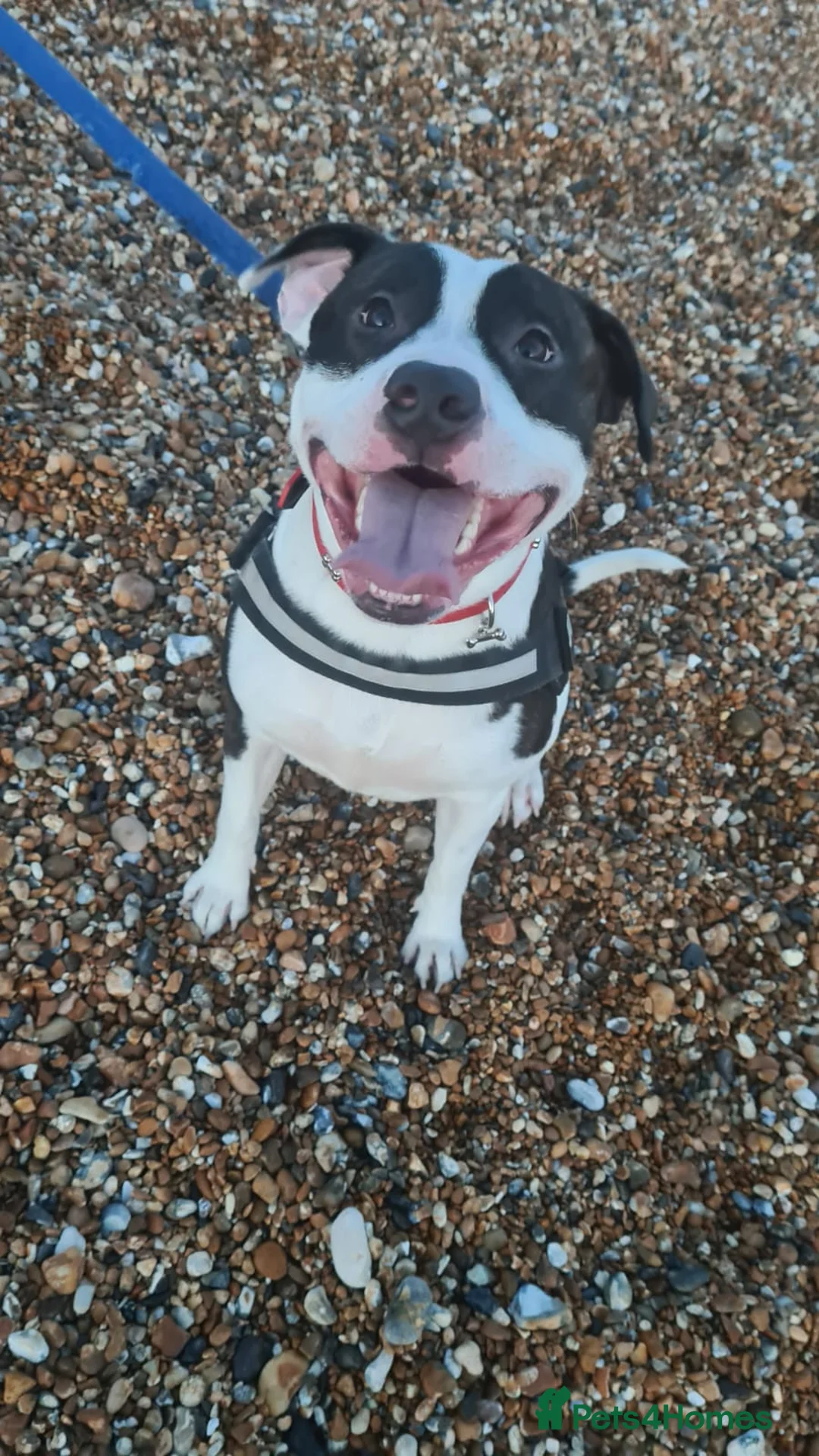 Staffordshire Bull Terrier dogs for stud: Albert the staffy  in Orpington - Advert 8