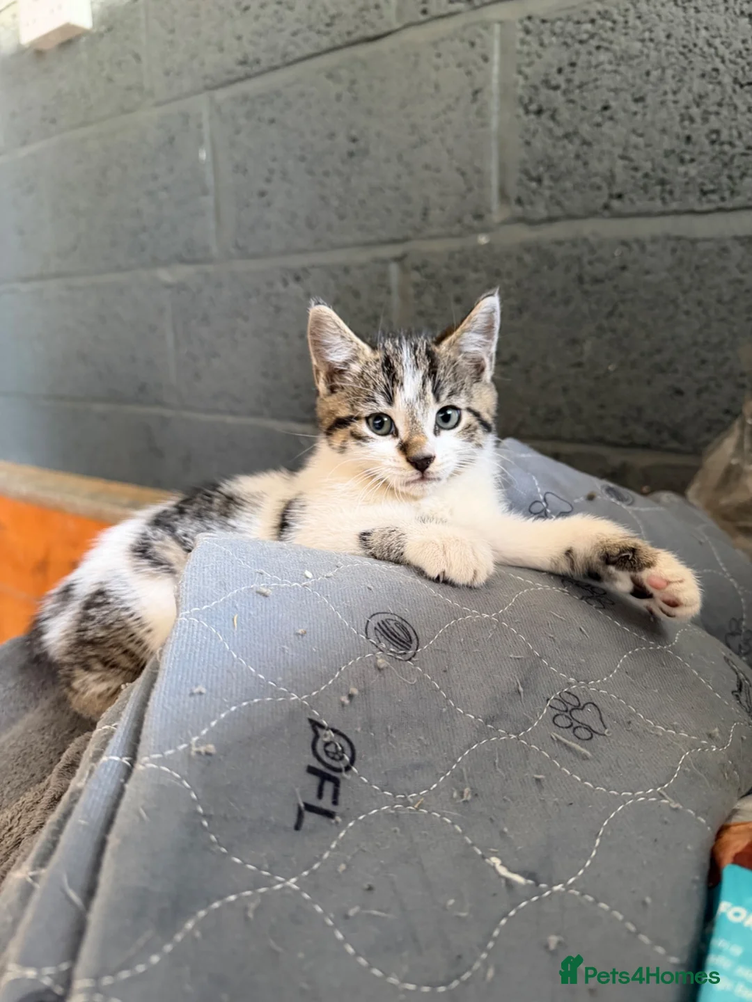 Mixed Breed cats for sale: Two boy farm cats for sale  - Advert 4