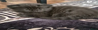 Scottish Fold 5
