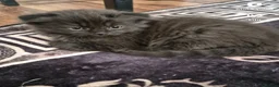 Scottish Fold cats for sale: Beautiful Scottish fold kittens readyto leave - Advert 10