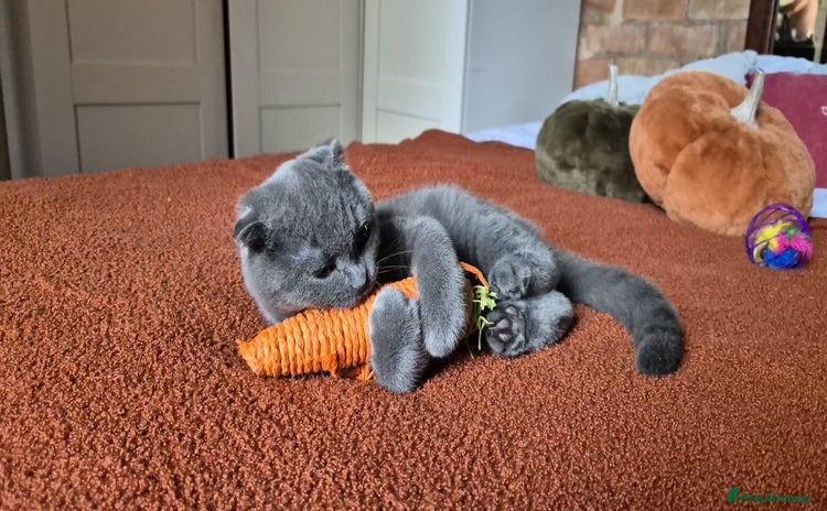 Scottish Fold cats - Advert 8