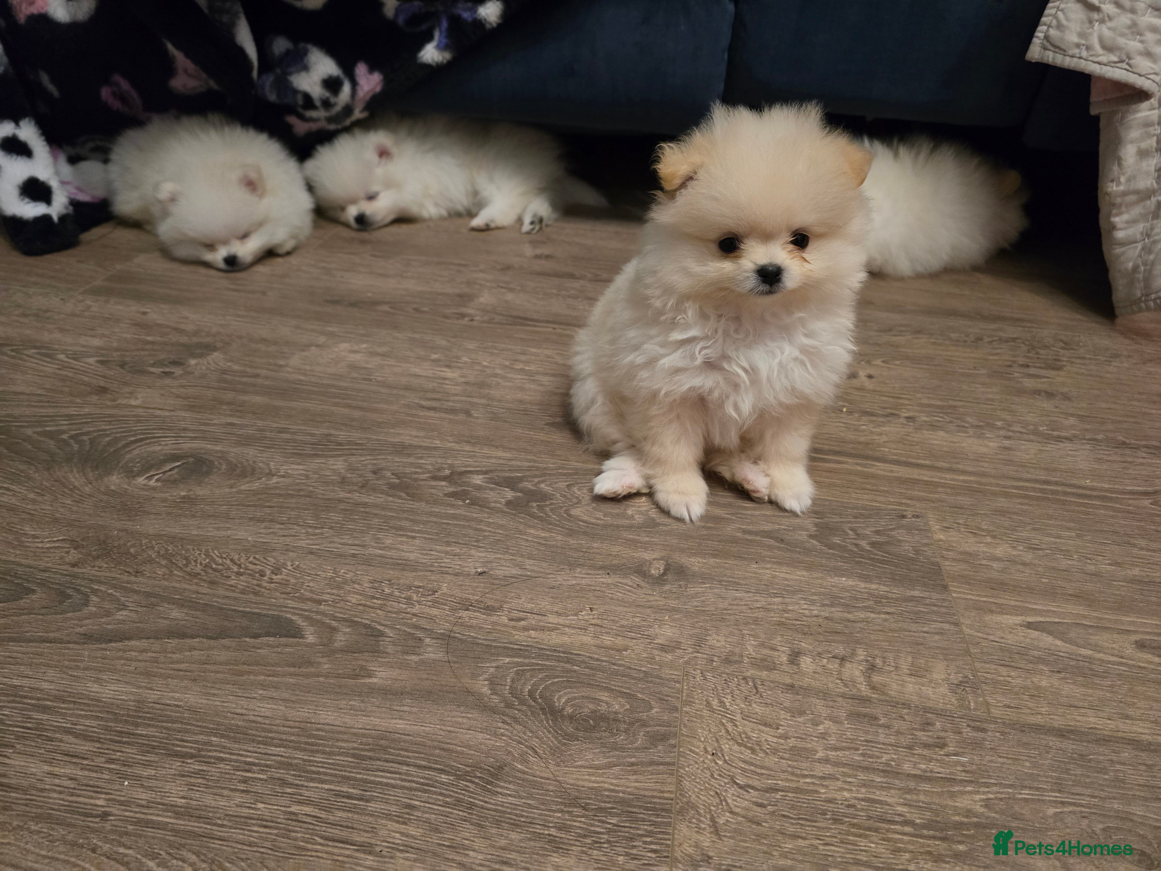 Pomeranian dogs Tiny Gorgeous KC White Pomeranians - Advert 3
