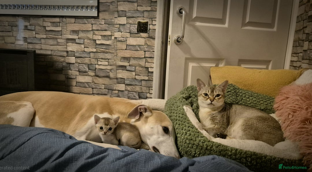 Singapura cats for sale: ⚜️TICA registered Singapura kittens  - Advert 11