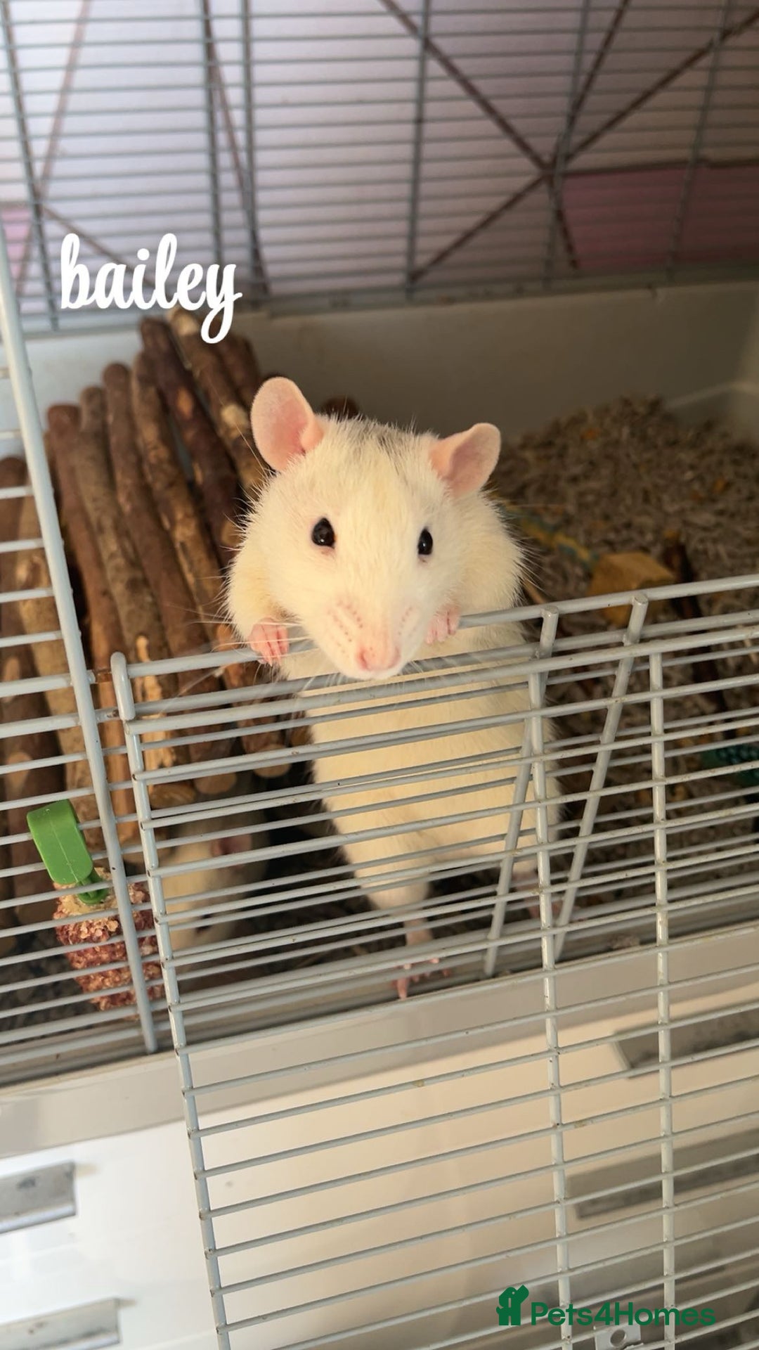 Rat rodents for sale: 5 male rats looking for a new home - Image 1