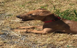 Mixed Breed dogs for sale: Alfie - Image 5