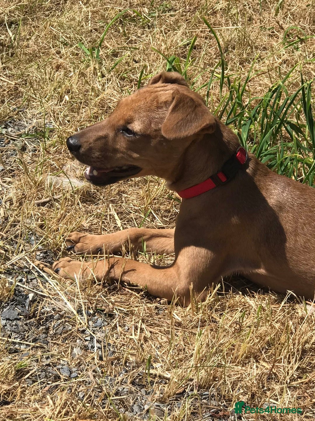 Mixed Breed dogs for sale: Alfie - Image 5