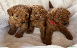 Miniature Poodle dogs for sale: Stunning KC Registered Tiny Red Miniature Poodles - Image 4