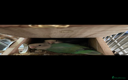 Lovebirds birds for sale: Lovebird babies - adorable - Image 8