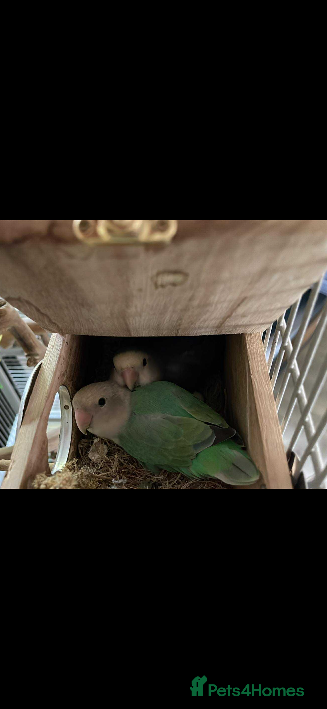Lovebirds birds for sale: Lovebird babies - adorable - Image 8