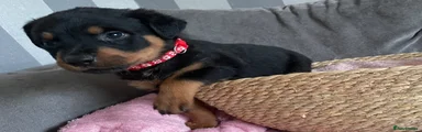 Rottweiler Puppy 2