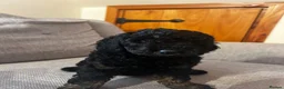 Toy Poodle dogs for sale: 1 little miniature poodle boy left  - Advert 4