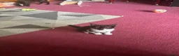 Mixed Breed cats for sale: Black/White Female kitten Black male kitten in Peterhead - Advert 5
