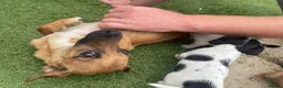 Jack Russell dogs for sale: Jack russle puppies  in Bedford - Advert 2