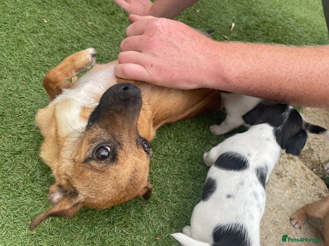 Jack Russell dogs for sale: Jack russle puppies  in Bedford - Advert 2