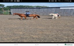 Riding pony horses for sale: Stunning show pony  - Image 8