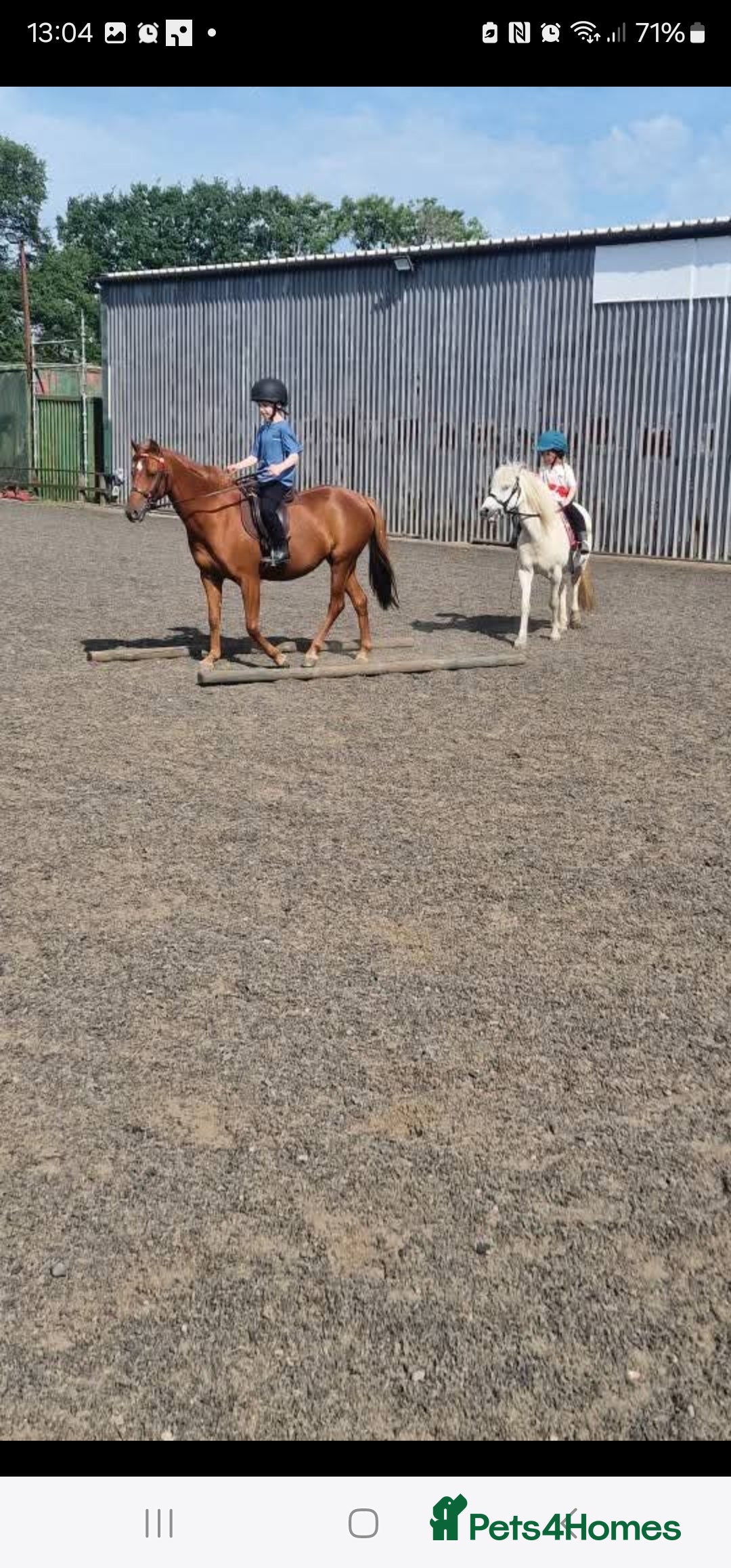 Riding pony horses for sale: Stunning show pony  - Image 8