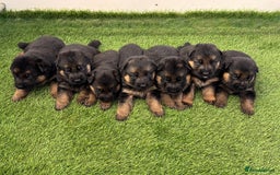 German Shepherd dogs for stud: Health Tested, Show Winner, Proven Stud Dog in London - Image 9