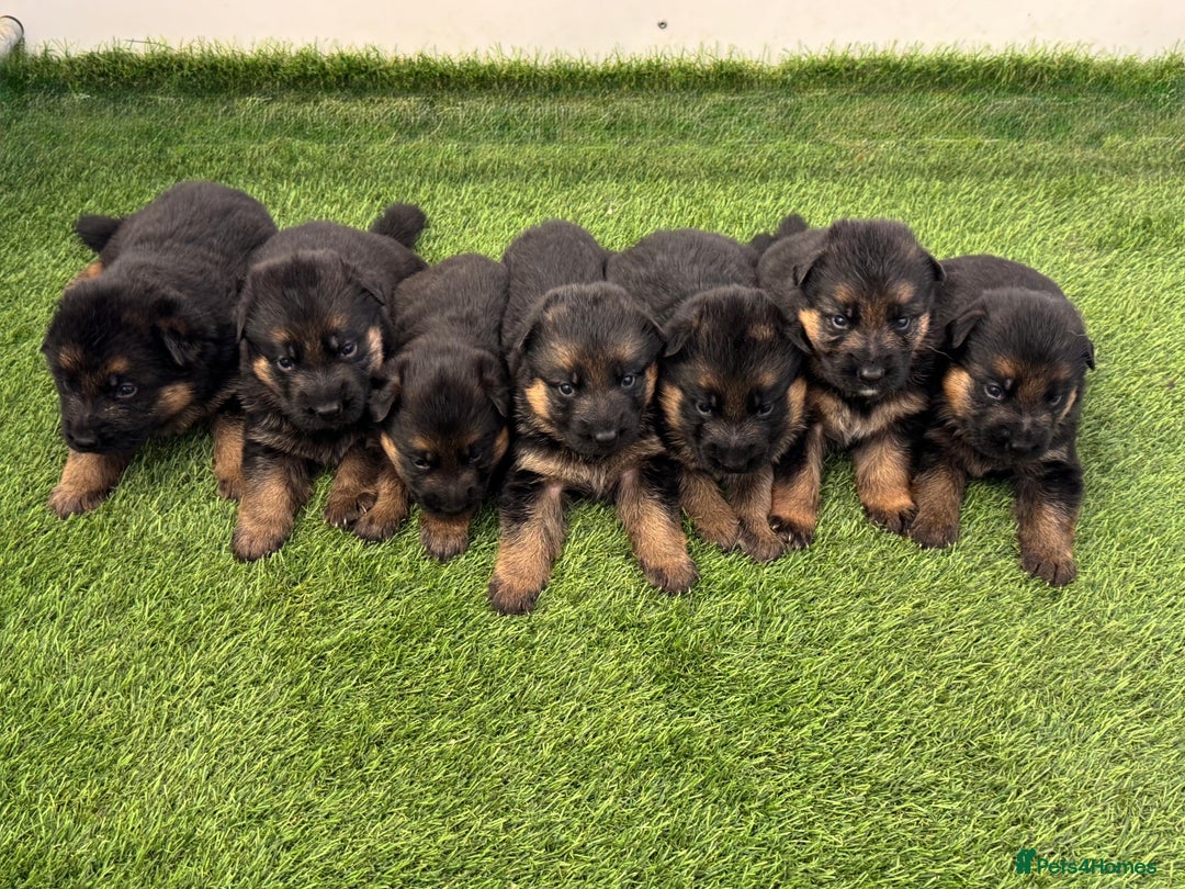 German Shepherd dogs for stud: Health Tested, Show Winner, Proven Stud Dog in London - Image 9