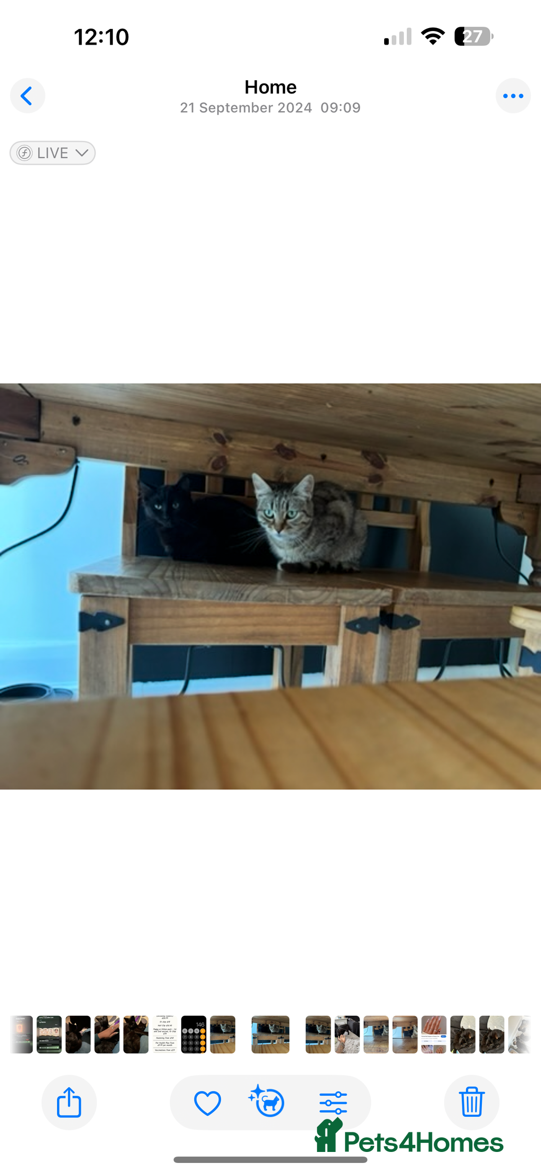 Mixed Breed cats for sale: Three cats for sale  - Image 2